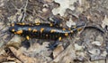 Fire salamander on the ground in forest Royalty Free Stock Photo