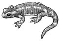 European pond turtle illustration, drawing, engraving, ink, line art, vectorFire salamander illustration, drawing, engraving, ink,