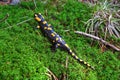 Fire salamander lying on green moss in nature. Royalty Free Stock Photo