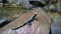 Fire salamander, predator,yellow dotted, poisonous Royalty Free Stock Photo