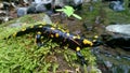 Fire salamander, predator,yellow dotted, poisonous