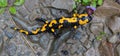 Fire Salamander in rain closeup Royalty Free Stock Photo