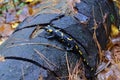 Fire salamander resting on the porch