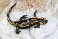 fire salamander on a rock near the river Royalty Free Stock Photo