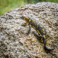Fire salamander on a rock Royalty Free Stock Photo