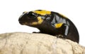 Fire salamander on rock, Salamandra salamandra