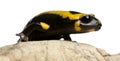 Fire salamander on rock, Salamandra salamandra Royalty Free Stock Photo