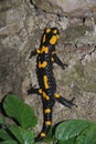 Fire Salamander on Rock Royalty Free Stock Photo