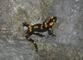 Fire Salamander on Rock Royalty Free Stock Photo