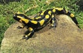 Fire Salamander, salamandra salamandra, Adult standing on Stone Royalty Free Stock Photo