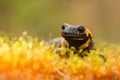 The fire salamander Salamandra salamandra in Czech Republic