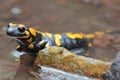 The fire salamander (Salamandra salamandra) female gives birth to larvae in the stream