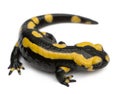 Fire salamander, Salamandra salamandra