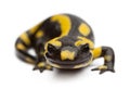 Fire salamander, Salamandra salamandra