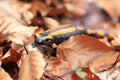 fire salamander & x28;Salamandra salamandra& x29; Germany Royalty Free Stock Photo