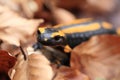 fire salamander & x28;Salamandra salamandra& x29; Germany Royalty Free Stock Photo