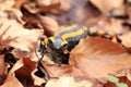 fire salamander (Salamandra salamandra) Germany Royalty Free Stock Photo