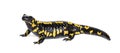 Fire salamander, Salamandra salamandra, isolated