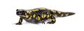 Fire salamander, Salamandra salamandra, isolated on white