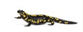 Fire salamander, Salamandra salamandra, isolated on white