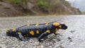 The Fire salamander - Salamandra salamandra Royalty Free Stock Photo