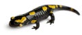 Fire salamander, Salamandra salamandra