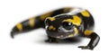 Fire salamander, Salamandra salamandra