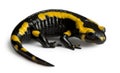 Fire salamander, Salamandra salamandra Royalty Free Stock Photo