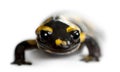 Fire salamander, Salamandra salamandra Royalty Free Stock Photo