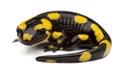 Fire salamander, Salamandra salamandra Royalty Free Stock Photo