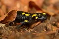 The fire salamander (Salamandra salamandra)