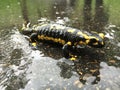 The fire salamander Salamandra salamandra, der Feuersalamander or Salamandre tachetÃÂ©e, Pjegavi daÃÂ¾devnjak