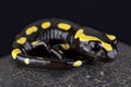 Fire salamander (Salamandra salamandra) Royalty Free Stock Photo