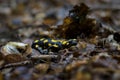 Fire Salamander - Salamandra salamandra