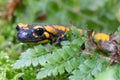 Fire salamander, Salamandra salamandra Royalty Free Stock Photo