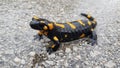 The Fire salamander - Salamandra salamandra Royalty Free Stock Photo