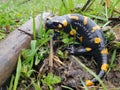 The Fire salamander - Salamandra salamandra Royalty Free Stock Photo