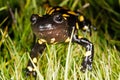 Fire salamander (Salamandra salamandra) in a mountains of Madrid, Spain