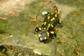 Fire salamander. Salamandra salamandra