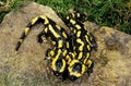 FIRE SALAMANDER salamandra salamandra, PAIR OF ADULTS STANDING ON ROCK Royalty Free Stock Photo