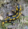 Fire salamander, Salamandra salamandra, Salamandra, Royalty Free Stock Photo