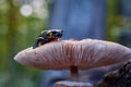 Fire salamander (Salamandra salamandra) sits on the hat of the mushroom Macrolepiota procera Royalty Free Stock Photo