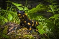Fire salamander, Salamandra salamandra, sitting on a mossy stone in Protected Landscape Area Krivoklatsko in Czech Republic