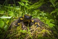 Fire salamander, Salamandra salamandra, sitting on a mossy stone in Protected Landscape Area Krivoklatsko in Czech Republic