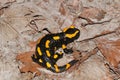 Fire salamander Royalty Free Stock Photo