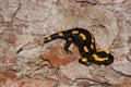 Fire salamander Royalty Free Stock Photo