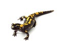 Fire salamander (Salamandra salamandra) on white Royalty Free Stock Photo