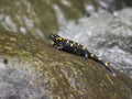 Fire salamander, Salamandra salamandra Royalty Free Stock Photo