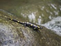 Fire salamander, Salamandra salamandra Royalty Free Stock Photo