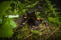 Fire salamander, Salamandra salamandra, sitting on a mossy stone in Protected Landscape Area Krivoklatsko in Czech Republic